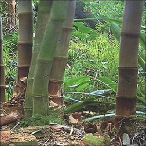 GRAINE - SEMENCE Tropica Bambou Géants (Dendrocalamus giganteus) 50 Graines [288]