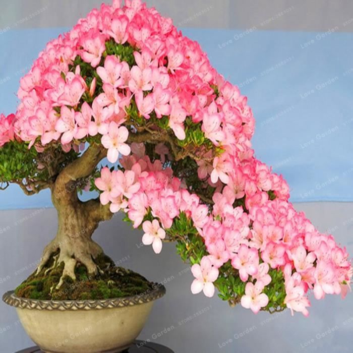 Version 8 - Rare Sakura Bonsaï Fleur Cerisier Fleurs Arbre Plantes Pour La Maison Jardin Pièces #11 #55