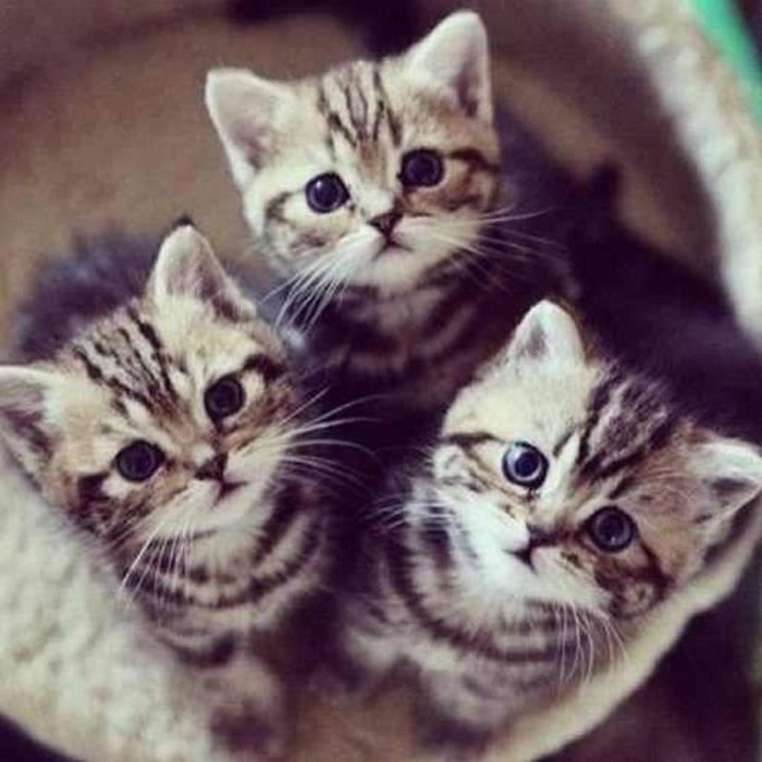 Peinture au diamant 5D Diamant Peinture Trois Petits Chats Broderie Diamant Tous Percer Le Chat sur Le Panier Perceuse R