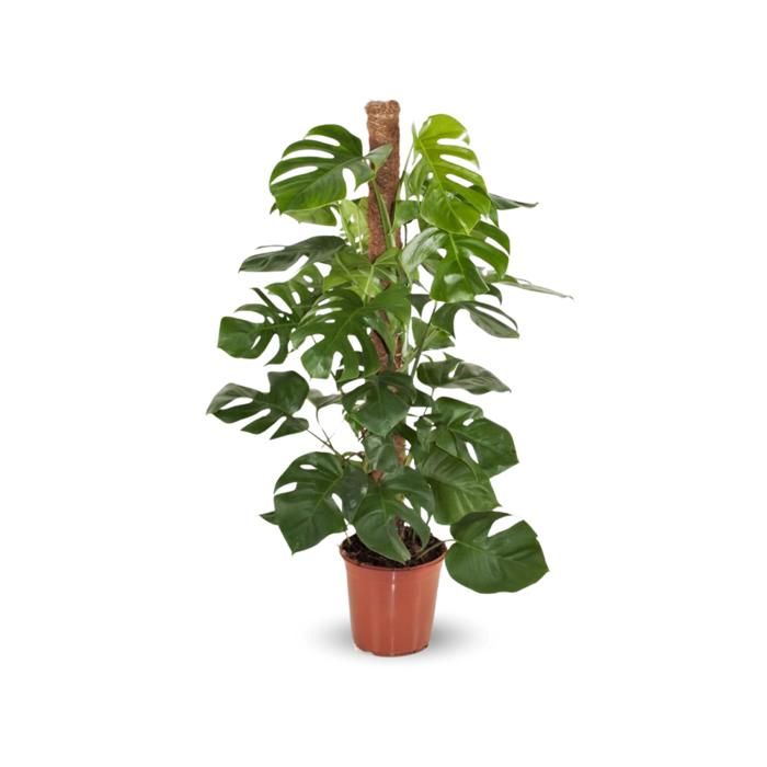 Comparer les prix de Monstera deliciosa - plante trouée avec tuteur - purificateur d'air - H90-100 cm - D19 cm - plante d'intérieur