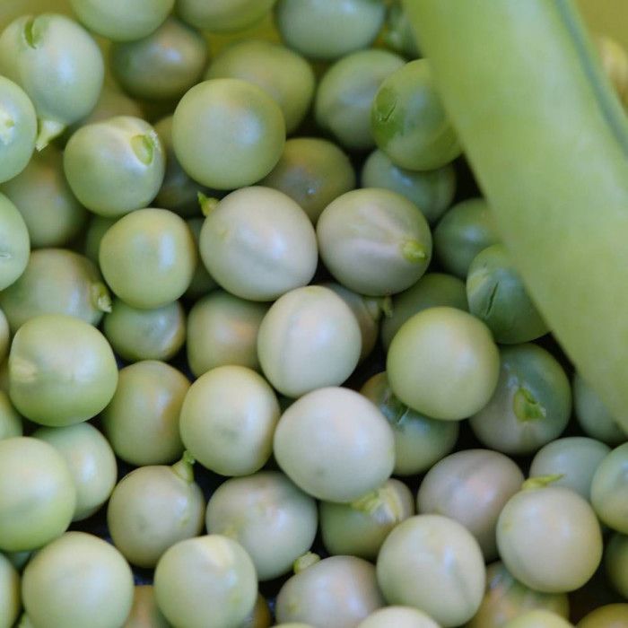 Graines De Pois Petit Provençal Vilmorin - Série 20m | Variété Hâtive Et Rustique | Pour Potager