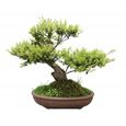 OR BRUN Terreau bonsai 4l-1