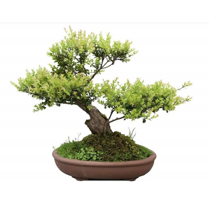 OR BRUN Terreau bonsai 4l - Cdiscount Jardin