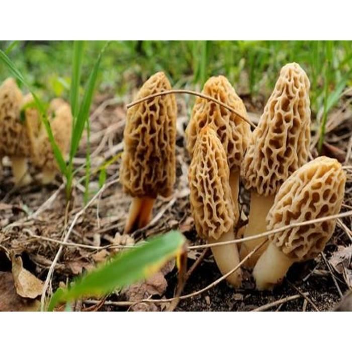 Mycélium de Girolle Jaune Kit de culture champignons Grow Mushroom