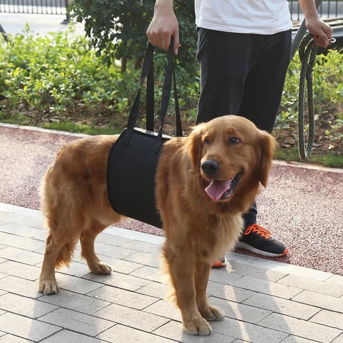 Harnais De Levage Et Rééducation Pour Chien – Soutien Complet, Réglable, Pour Seniors Ou Blessés