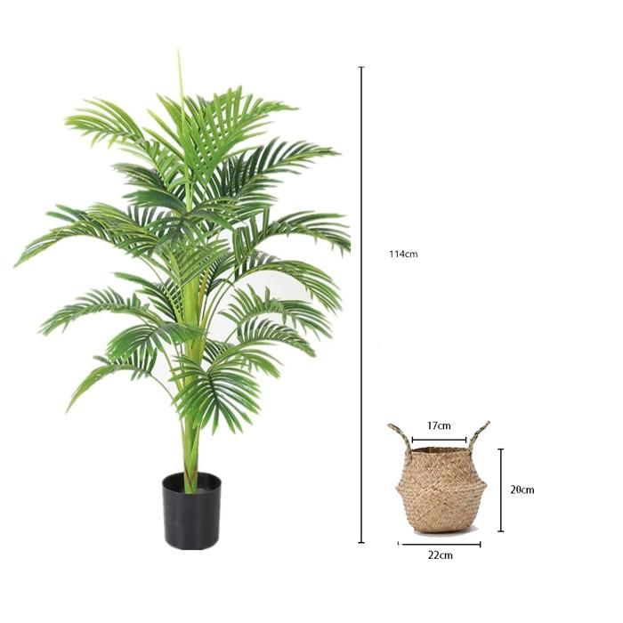 Dracaena marginata avec panier en jonc de mer - plante d'intérieur
