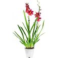 Orchidée – Orchidée Cambria – Hauteur: 60 cm, 2 pousses, fleurs rouges X9A3-0