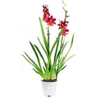 Orchidée – Orchidée Cambria – Hauteur: 60 cm, 2 pousses, fleurs rouges X9A3