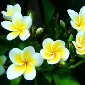 GRAINE - SEMENCE Lot de 100 graines de fleurs de frangipanier hawaï