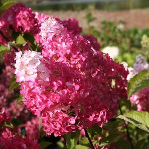 PLANTE POUSSÉE Hortensia paniculata Fraise Melba® 'Renba' - BELLEVUE DISTRIBUTION - Pot de 7,5L - Rouge - Isolé - Ombre