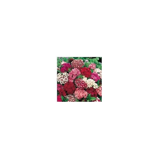 Graines D'Œillet Des Fleuristes Triomphe Double Varié - Sachet 0,5 G (~230 Graines)