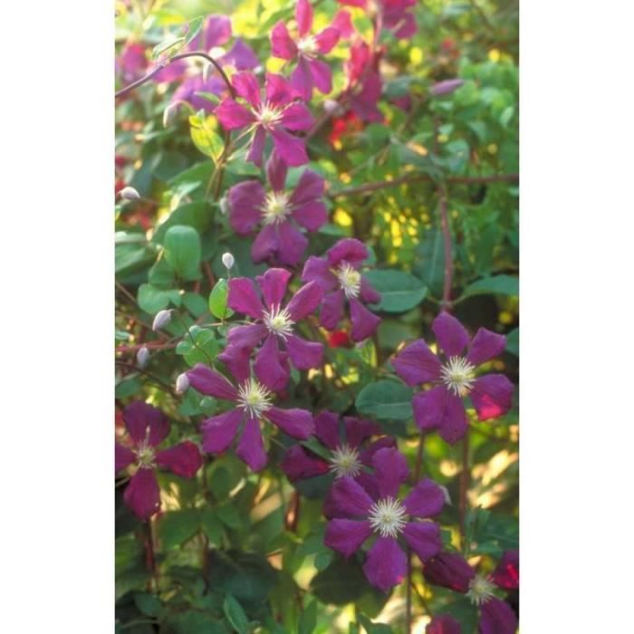 Clématite etoile violette godet - fleur violette - Cdiscount Jardin