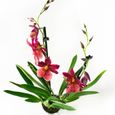 Orchidée – Orchidée Cambria – Hauteur: 60 cm, 2 pousses, fleurs rouges X9A3-1