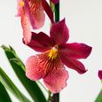 Orchidée – Orchidée Cambria – Hauteur: 60 cm, 2 pousses, fleurs rouges X9A3-2