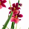 Orchidée – Orchidée Cambria – Hauteur: 60 cm, 2 pousses, fleurs rouges X9A3-3