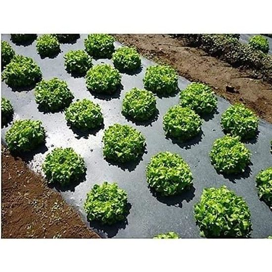 Pelles de Plantation en Acier Inoxydable - Kit Outil de Jardinage pour