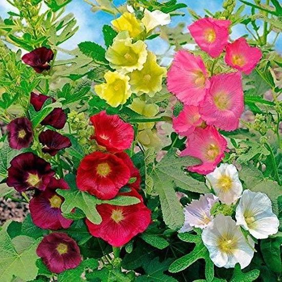 Graines de fleurs vivaces ROSE TREMIERE Différentes variété en Mélange 
