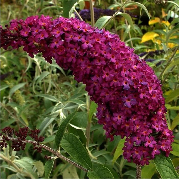 Buddleia Davidii Royal Red Arbre Aux Papillons Rouge