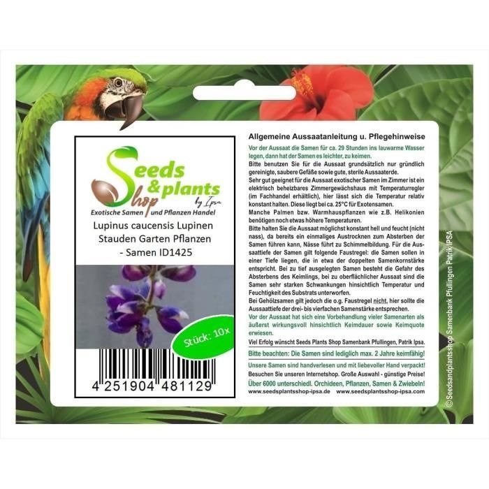 Renealmia Alpinia 'Oaxacan Purple' – Acheter Des Graines Sur