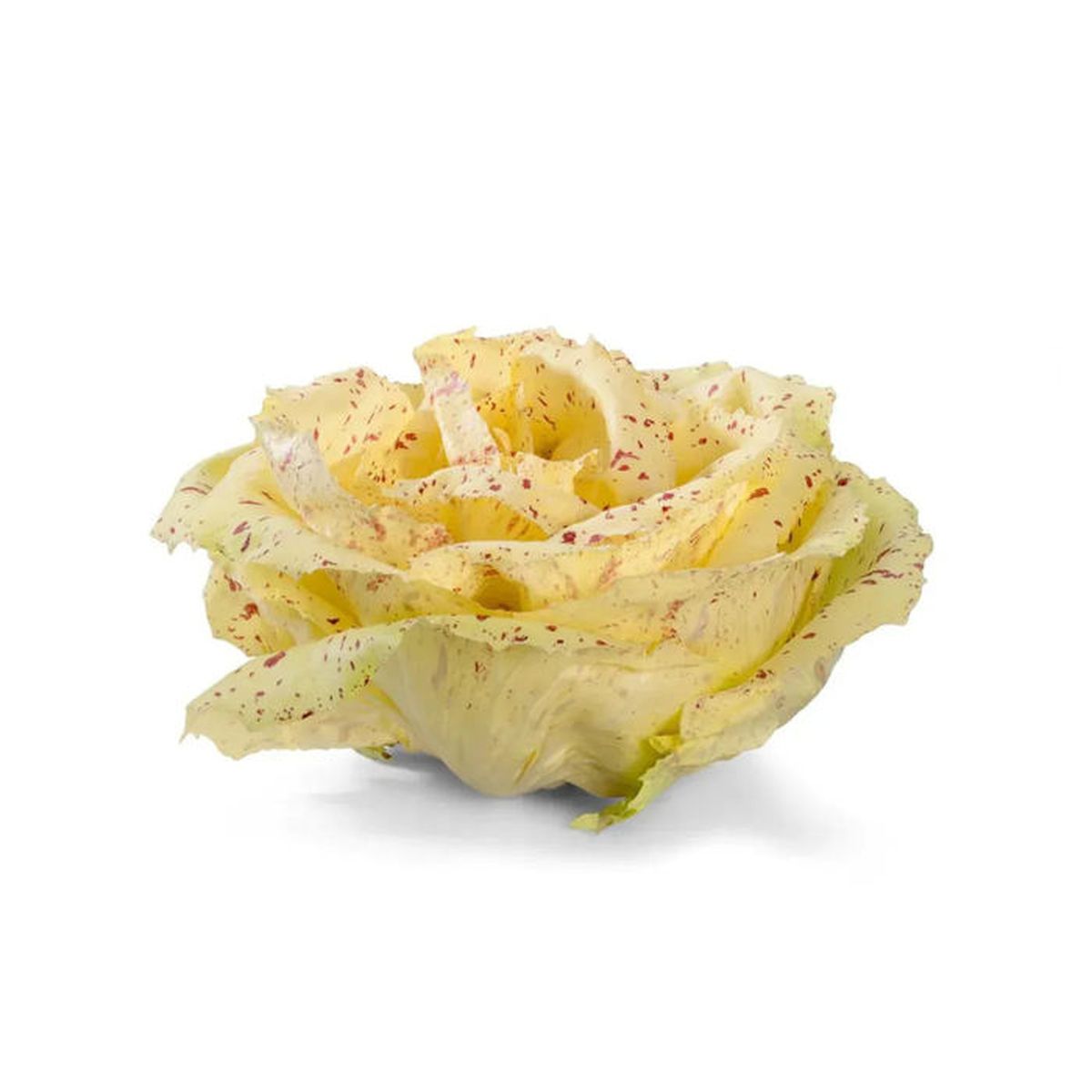 Graines De Chicor&eacute;e Sauvage Variegata Di Castelfranco Insolite Botanic