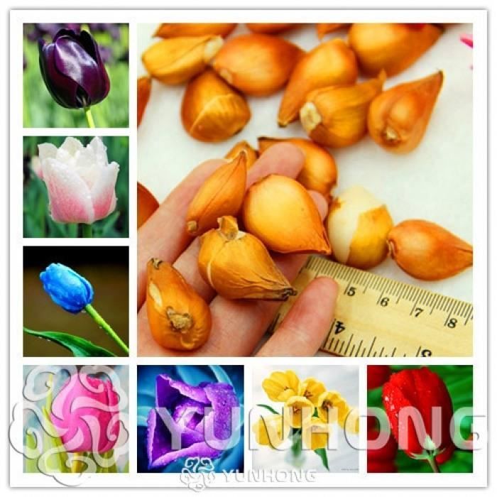 Version MIX - Pcs-Lot Rare Tulipe Ampoules Disponibles Tulipes Variété Frais Bulbe Racine Fleurs Haute Qualité Fleur Bonsaï #73