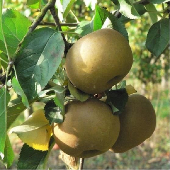 Pommier Reinette du Canada-Livré Godet / Hauteur:40-50cm-Très productif- Robuste-Pommes bonnes crues-Chair fine, sucrée et parfumée