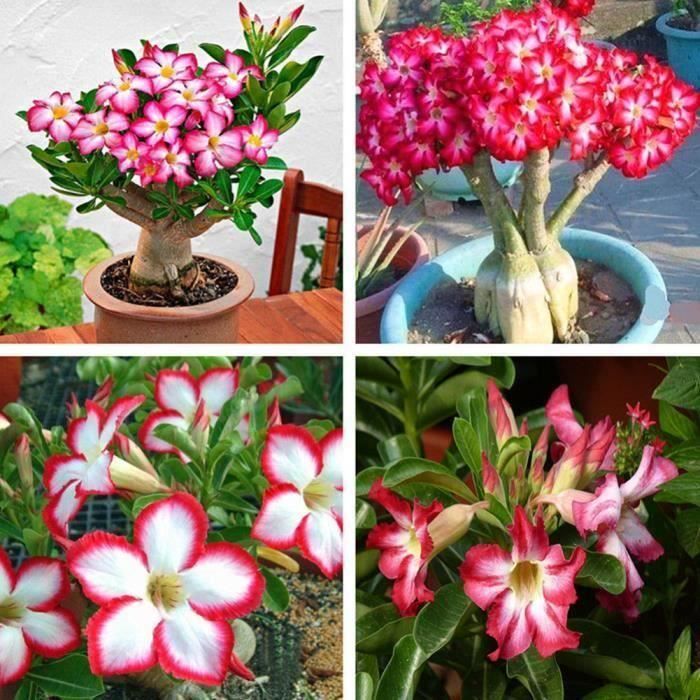JL 5Pcs Adenium Obesum Desert Rose Fleur Plante Graines Balcon Bonsai Dcor  de Jardin - JLBDH824A3232 - Cdiscount Maison
