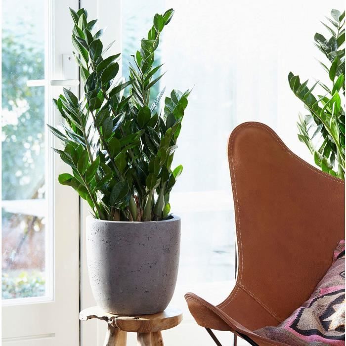 Acheter Plante Interieur Zamioculcas Pot 21cm Hauteur 80 90cm