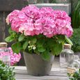 Hydrangea macrophylla FOREVER  EVER | Hortensia | Fleurs roses | Plante Vivace | Hauteur 25-35cm | Pot Ø 23cm-0