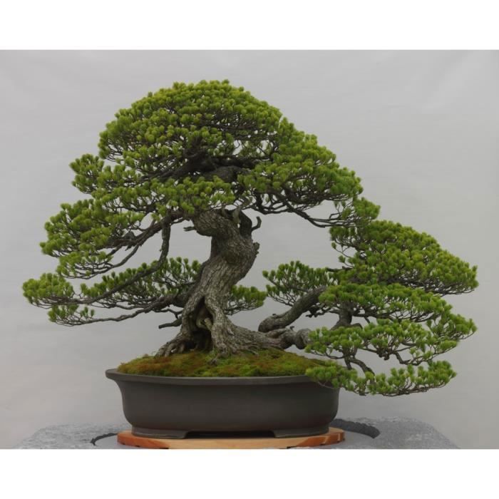 Poster Affiche Bonsai Japon Arbre Decoration Minimalisme Art 42cm x 52cm