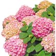 Hydrangea macrophylla FOREVER  EVER | Hortensia | Fleurs roses | Plante Vivace | Hauteur 25-35cm | Pot Ø 23cm-2