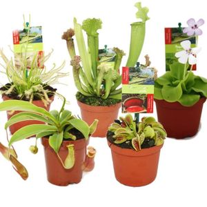 PLANTE POUSSÉE Kit de démarrage Plantes carnivores - 5 plantes