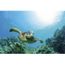 Monde Sousmarin Poster Tortue De Mer Et Recif Cdiscount Maison