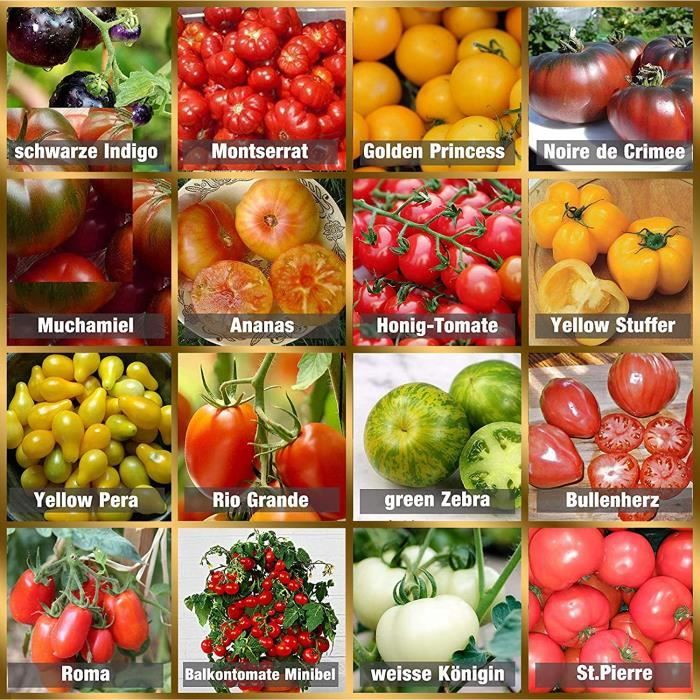 15x Tomate SCATOLONE 2 Oblong épicé Rouge Jardin Plantes-graines b410