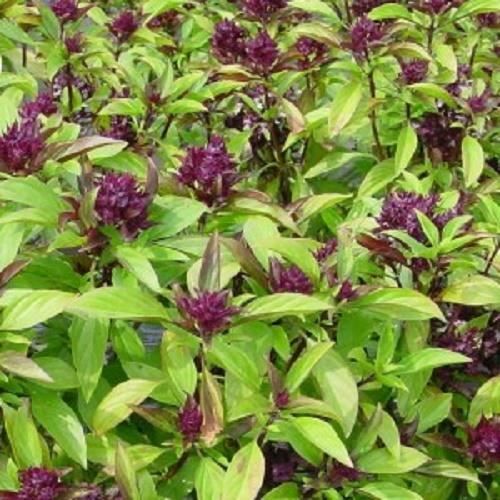 LOT DE 50 grianes de basilic thai thaï envoi sous 48h