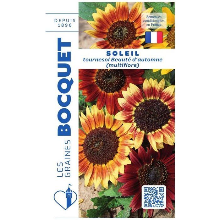 Graine - Semence - Soleil tournesol multiflore Beauté dAutomne
