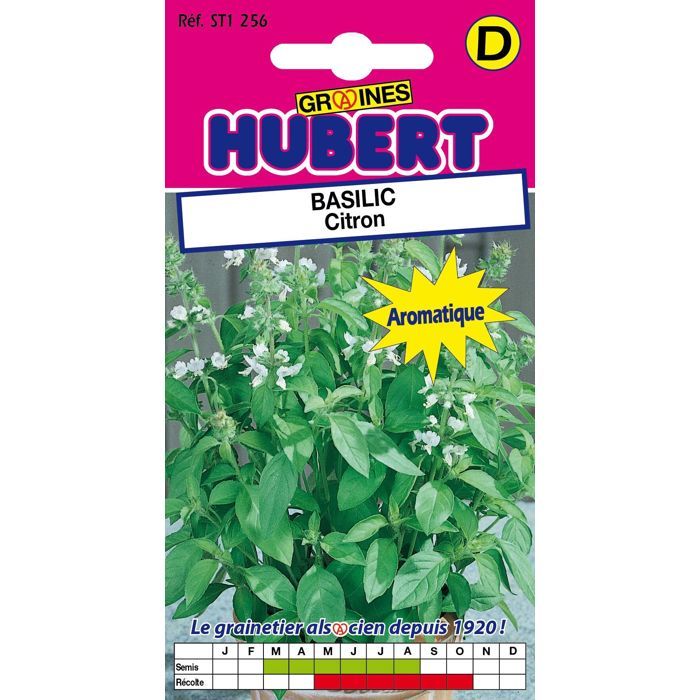Graines de Basilic Citron - Sachet de 1 g - Environ 500 graines - Feuilles lancéolées vert clair - Hauteur 30-40 cm