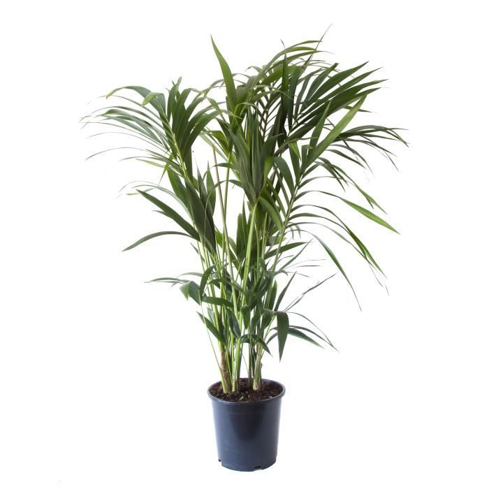 Plante d'intérieur – Palmier Kentia – Hauteur: 125 cm, 8 pousses XE1F