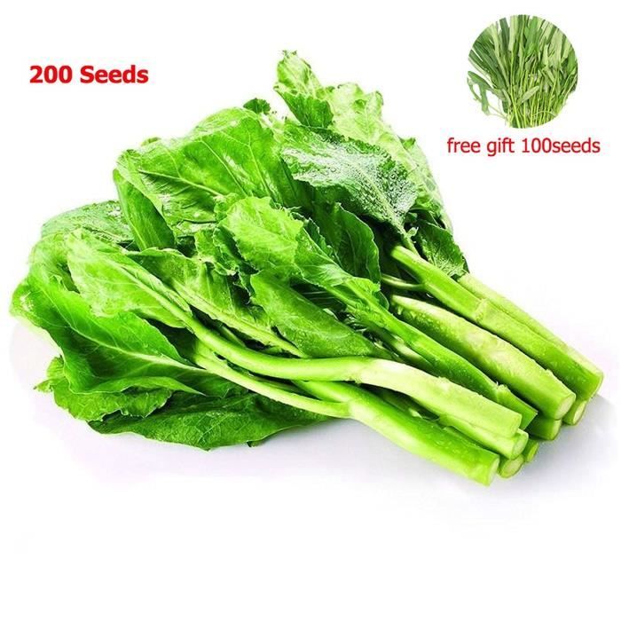 chou chinois bio 100% végétal de jardin pour planter facilement 200 graines de brocoli chinois 100 graines de légumes verts 