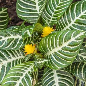 PLANTE POUSSÉE Aphelandra Verte – Plante Zèbre | Meilleures Plant
