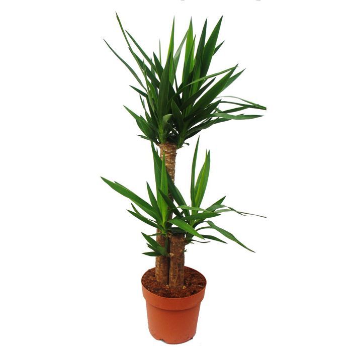 Fausse Plante Yucca-105cm