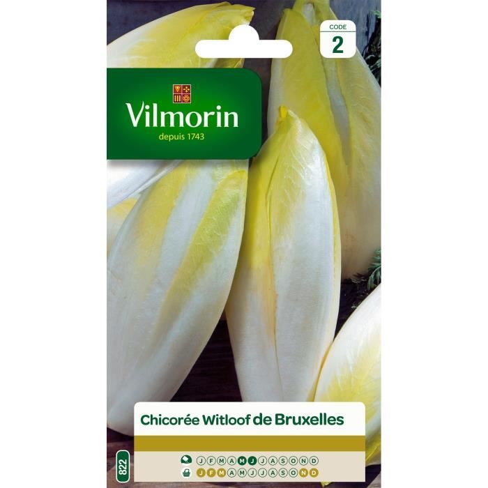 VILMORIN Chicorée Witloof Endive de Bruxelles