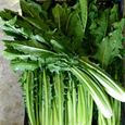 250 Graines de Chicorée Sauvage - légumes ancien salade- semences paysannes-0