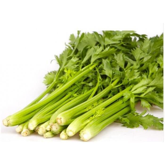 Version 200pcs - Offres Spéciales! 200 Pièces Persil Bonsaï Concentré Saveur Et Tendre Croustillant Céleri Petite Maison Jardin