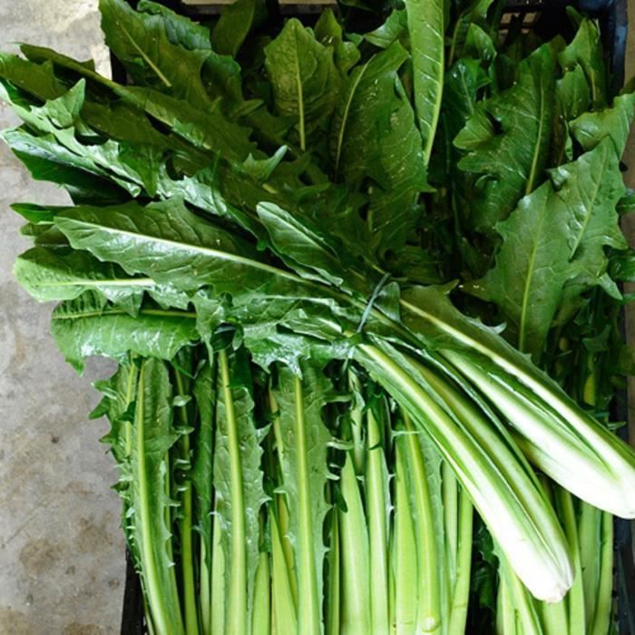250 Graines de Chicorée Sauvage - légumes ancien salade- semences paysannes