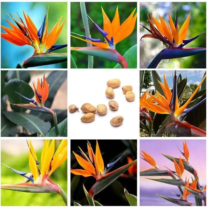 QHYDZ Garden-10pcs Rare Graines Exotiques Fleurs Strelitzia Oiseau De Paradis Fleur Ornement Vivaces Décorative Comme Arrangements Floraux Attirant Les Oiseaux 