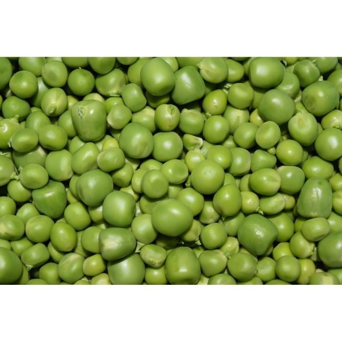 Lot de 50 Graines de PETITS-POIS PETIT PROVENÇAL