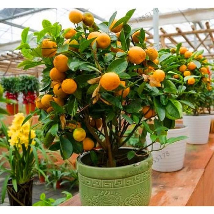 Version 2 - Grande Promotion! Bonsaï Nain Mandarine Orange Intérieur Extérieur Arbre Fruitier 0 Pièces + Aa, # Vrsvu #30 #30