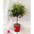 Plante de clémentine Citrus Clementina - pot Ø 22 cm - h. 80-100 cm-0