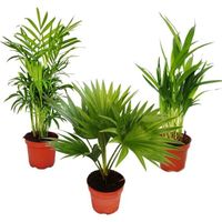 Palmiers de chambre - Lot de 3 - Palmier des montagnes (Chamaedorea) - Palmier éventail (Livistona) - Areca (Palmier aux fruits